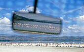 Blick auf Pelikane und Flamingos im Rückspiegel