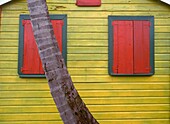 Palm Tree And House, Close Up