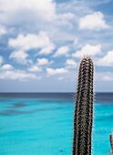 Kaktus neben dem Strand von Knip