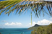 Palm Tree Leaves, Island, And Coastline