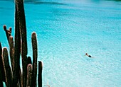 Man Swimming Off Knip Bay Beach With Cacti In Foreground
