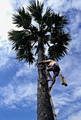 Mann klettert auf eine Palme, tiefer Blickwinkel
