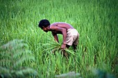 Landwirt pflanzt Reis
