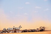 Zebras And Water Buffalo At A Watering Hole