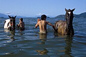 Jungen waschen Pferde im Meer