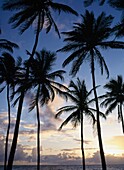 Silhouetten von Palmen bei Sonnenaufgang