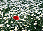Red Poppy In Field Of Daisies