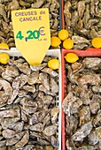Oysters For Sale At Stall, Close Up