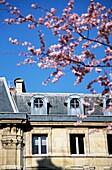 Dachbodenfenster in französischem Stadthaus mit rosa Blüte