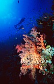 Two Silhouetted Divers Behind Soft Corals In The Red Sea