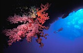 Silhouette Of Scuba Diver With Red Soft Coral