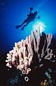 Silhouetted Diver With Camera Near Sponges, Red Sea
