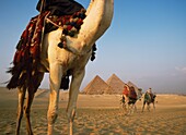 Kamele und die Großen Pyramiden von Gizeh