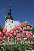 Tulpen vor der Niguliste-Kirche, Tallinn, Estland.