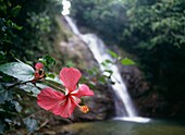 Blume am Wasserfall Savu Na Mate Laya