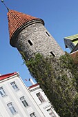 Medieval Viru Gate In Old Town