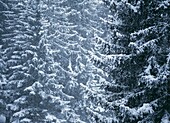 Pine Trees Covered In Snow, Les Arcs