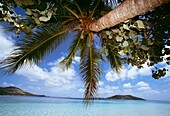 Palme und tropischer Strand, Fidschi