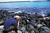 Tourist fotografiert Seelöwen auf Felsen