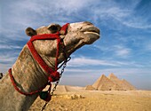 Kamel vor den Großen Pyramiden von Gizeh