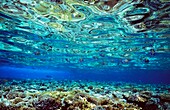 Fish And Coral Underwater Reflected In Water, Red Sea