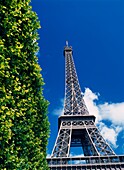 Der Eiffelturm und ein Strauch