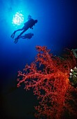 Zwei Taucher Silhouette mit roten Weichkorallen im Vordergrund