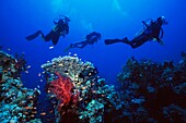 Drei Taucher schwimmen an Korallen im Roten Meer vorbei