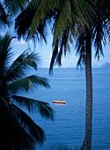 Fischerboot im Meer durch Palmen gesehen