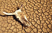 Cow Skull On Cracked Dry Mudflat