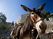 Donkey In Front Of The Lindos Acropolis