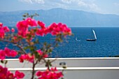 Rosa Blüten auf dem Balkon mit Blick auf das Meer und die Ionische Insel.