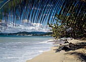 Palm Tree Over Beach