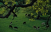 Grasende Rinder im Basildon Park
