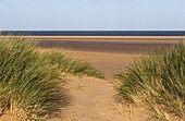 Gras und Sanddünen am Strand von Holkham