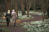 Two Elderly Women Collecting Snowdrops