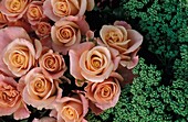 Roses And Green Flowers, Close Up