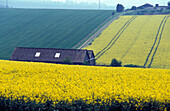 Houses Among Yellow Rape Seed Field