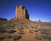 Wüstenvegetation im Monument Valley