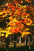 Orangefarbenes Herbstlaub in den Catskills