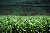 Grüne Reisfelder