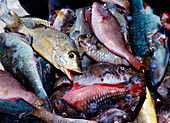 Frischer Fisch, Portmore Markt, Nahaufnahme