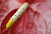 Antherium Blume, Nahaufnahme