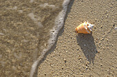 Conch Shell On The Beach With Ocean, Close Up