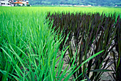 Verschiedenfarbiger Reis in Feldern