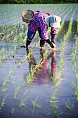 Einheimischer pflanzt Reis von Hand
