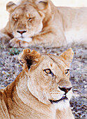 Lionesses Lying In Shade In Maasai Mara Game Reserve