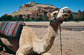 Kamel vor einem marokkanischen Dorf