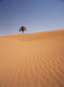 Einsame Dattelpalme in den Sanddünen, Tinfou bei Zagora