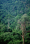Regenwald, Sarawak